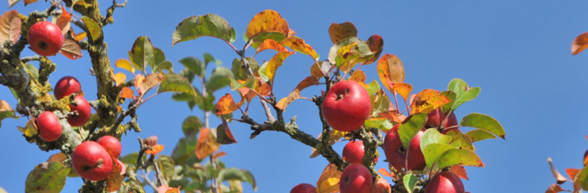 Pommier Bénédictin Cauvillesurmer